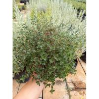 ราคา เลม่อนไทม์ LemonThyme (18909477031)