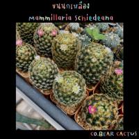 ราคา แมมขนนกเหลือง Mammillaria Schiedeana ขนนกเหลือง ไม้เมล็ด แคคตัส (13367849485)