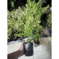 ราคา ต้นสนใบพายสูง30-40cmพร้อมส่ง️ (20423827662)