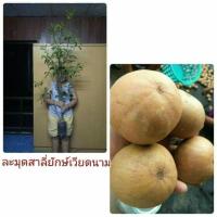 ราคา #ต้นละมุดสาลี่ยักษ์เวียดนาม(ขนาด1เมตร) (5008443479)