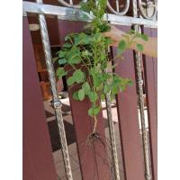 ราคา ตำแยแมว เมล็ด/ต้นพร้อมราก/ต้นในถุงดำ2นิ้ว (4136616249)