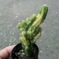 ราคา ต้นกระบองเพชร แคคตัส ยิมโน ปราสาทนางฟ้าด่าง (5702510127)