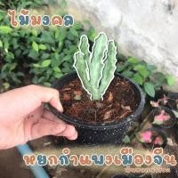 ราคา หยกกำแพงเมืองจีน ต้นหยกนำโชค ต้นหยกกำแพงเมืองจีน ไม้มงคล (8486560359)