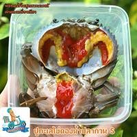 ราคา ปูทะเลไข่ดองS เดี่ยว 1 ตัว เสิร์ฟพร้อมน้ำจิ้มซีฟู้ดยำมะนาวสดแท้ ผักและเครื่องเคียงครบ** (5818033182)