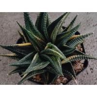 ราคา ม้าเวียนด่าง กระถาง 3 นิ้ว (27462945950)