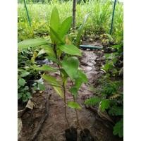 ราคา ต้นพิลังกาสา พืชสมุนไพร พิลังกาสา สูง 15-20 ซม. (18516076771)