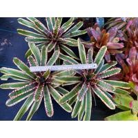 ราคา สับปะรดสี Wild Rabbit Bromeliad กระต่ายป่า (40326706801)