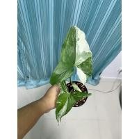 ราคา ต้นเงินไหลมาด่างขาว ☘️☘️☘️ (11717492121)