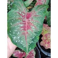 ราคา บอนสีขุนไกร บอนในตับขุนแผน เเยกหน่อเลี้ยงนอกตู้ มีป้ายเขียวทุกใบ (16496302564)