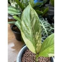 ราคา เศรษฐีวินสันด่าง ไม้มงคลถ่ายจากต้นจริง (9487761773)