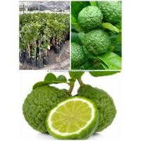 ราคา ต้นมะกรูดกิ่งตอน ต้นสวยพร้อมปลูกคะ ให้ผลไวใบใหญ่หอม (11883469529)