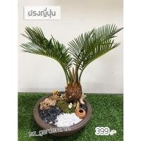 ราคา [ต้นไม้จริง]ปรงญี่ปุ่น**ต้นไม้คัดฟอร์มสวยทุกต้น** (3149889220)