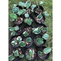 ราคา ต้นถุงเงินถุงทองด่างไม้มงคลถ่ายจริง100%ส่งของตามปกค่ะ (10745161124)