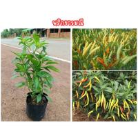 ราคา (2ต้น 99 บาท) ต้นพริกขาวมณี ต้นใหญ่ พันธุ์หายาก ปลูกง่าย โตไว ผลดก สีสวยสะดุดตา (54900892802)