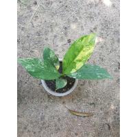 ราคา ต้นเศรษฐีวิลสันด่าง. (14533250764)