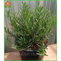 ราคา ต้นโรสแมรี่ กระถางแขวน 8นิ้ว ต้นสูง 1ฟุต โรสแมรี่ โรสแมรี ส่งพร้อมกระถาง รากเดินเต็ม ต้นใหญ่คุ้ม (12978572086)