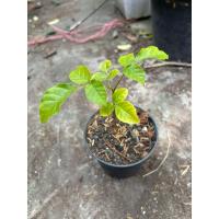 ราคา หมากเล็กหมากน้อย บอนไซ (26922614286)