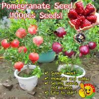 ราคา ปลูกง่าย ปลูกได้ทั่วไทย 100เมล็ด/ซอง ทับทิมแดง Pomegranate Seeds ต้น ทับทิมแดงอินเดีย ทับทิมแดงมารวย ต้นผลไม้ เมล็ดพันธุ (25535436997)