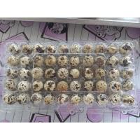 ราคา ไข่นกกระทาสด #ไข่สด #ไข่นกกระทา (26023456382)