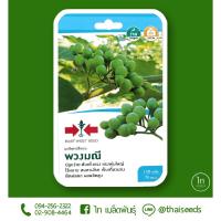 ราคา เมล็ดมะเขือพวงไร้หนาม พวงมณี เมล็ดพันธุ์ผัก เมล็ดพันธุ์ เมล็ดพันธุ์พืช ผักสวนครัว ตราศรแดง (8969131462)