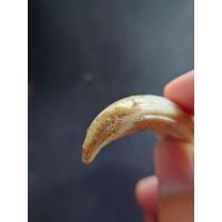 ราคา เขี้ยวหมูป่าได้จากป่าทางภาคเหนือของสะสม (42404384625)