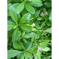 ราคา ต้นโสมไทย โสมคน ว่านผักปัง (6355660825)