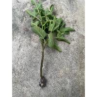 ราคา กิ่งตอน มะเดื่อฝรั่ง ฟิกซ์ Ponte Tresa (26086503414)