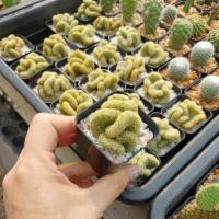 ราคา นิ้วทองคริสตาต้า กระบองเพชร (22136603837)