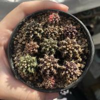 ราคา (ชุด 1) *อัพเดท 15/2/21* กระบองเพชร ยิมโนมิกซ์ LB hb 8-9พู ไม้เมล็ด ยิมโนม่วง เขียว ดำ เชื้อด่างทุกต้น (6170785459)