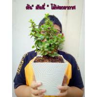 ราคา ❤#ต้นมันนี่-ต้นคลาสซูล่า(ไม้ฟอกอากาศ) (6457203813)