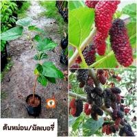 ราคา ต้นหม่อน หม่อน มัลเบอรี่ (27825419149)