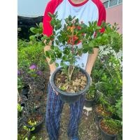 ราคา ต้นแก้วเจ้าจอม4ใบ กระถาง11นิ้ว พร้อมส่ง (29962976547)