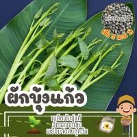 ราคา เมล็ด ผักบุ้งแก้ว แบ่งขาย (ซื้อ 5 แถม 1) (24884719061)