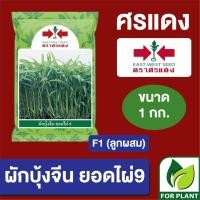 ราคา เมล็ดพันธุ์ ผักซอง ศรแดง Big ผักบุ้งจีน ยอดไผ่9 บรรจุ 1 กิโลกรัม (22671657297)