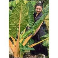 ราคา บอนกระดาษด่างทองไซร้แม่ Alocasia macrorrhizos 'Lutea' (23645230313)