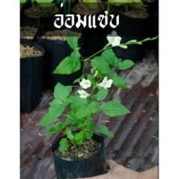 ราคา ต้นย่าหยา​ บาหยา อ่อมแซบ​เบญจรงค์​ 5 สี​ บุษบาริมทาง​ ตำลึงหวาน​ ถุงดำ​พร้อมปลูก (16258049808)