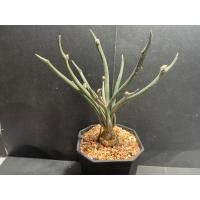 ราคา คาปุดเมดูซ่า Astrophytum Carput - Medusa (21093417643)