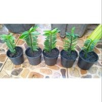 ราคา ต้นบันไดเศรษฐีหรือตีนตะขาบ (4507549307)