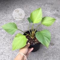 ราคา - พัดโบก/พัดโบกทอง - Homalomena ‘ Emerald Gem’ (6481845186)