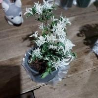 ราคา โมกด่าง ในกระถาง5.5นิ้วมีดอกหอมเป็นพวงเหมือนโมกใหญ่ต้นแข็งแรงรากแน่น (22354215657)