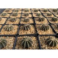 ราคา LB2178 แท้ 100% cactus ฟอร์มสวย Gymnocalycium mihanovichii LB2178 Agua Dulce (13938807309)