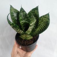 ราคา ต้นลิ้นมังกรเขียวด่างแคระ ไม้มงคล+ไม้ฟอกอากาศ มีกระถาง4,5นิ้ว (19926492212)