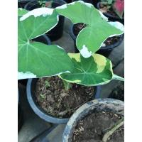 ราคา ต้นถุงเงินถุงทอง ต้นไม้มงคล (11232940352)