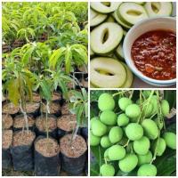 ราคา (ขาย ต้นพันธุ์) ต้น ต้นมะม่วงเบาใต้ #ต้นมะม่วงเบาใต้ มะม่วง เบาใต้ เบนซ์ (5959714383)