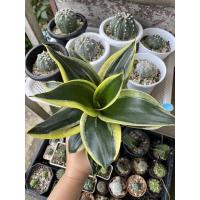 ราคา ต้นลิ้นมังกรแคระไม้มงคล (13621633922)