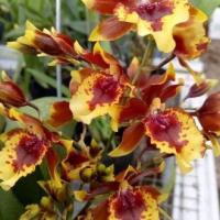 ราคา Oncidium callor กล้วยไม้เต็มเลน (41564582130)