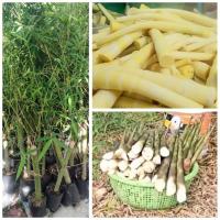 ราคา ต้นไผ่เลี้ยงหวาน หรือต้นไผ่เลี้ยงน้อง รสชาติขมน้อยหวานนิดออก หน่อตลอดปี (29803344830)