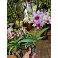 ราคา กล้วยไม้หวายแคระ ลิช๋า (26457849425)