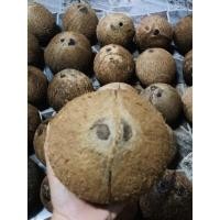 ราคา มะพร้าวกะลาตาเดียว มีทั้งแบบเจาะและไม่เจาะ (20254115326)