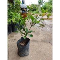 ราคา ต้น. มิราเคิล.(มหัศจรรย์) (8576821469)